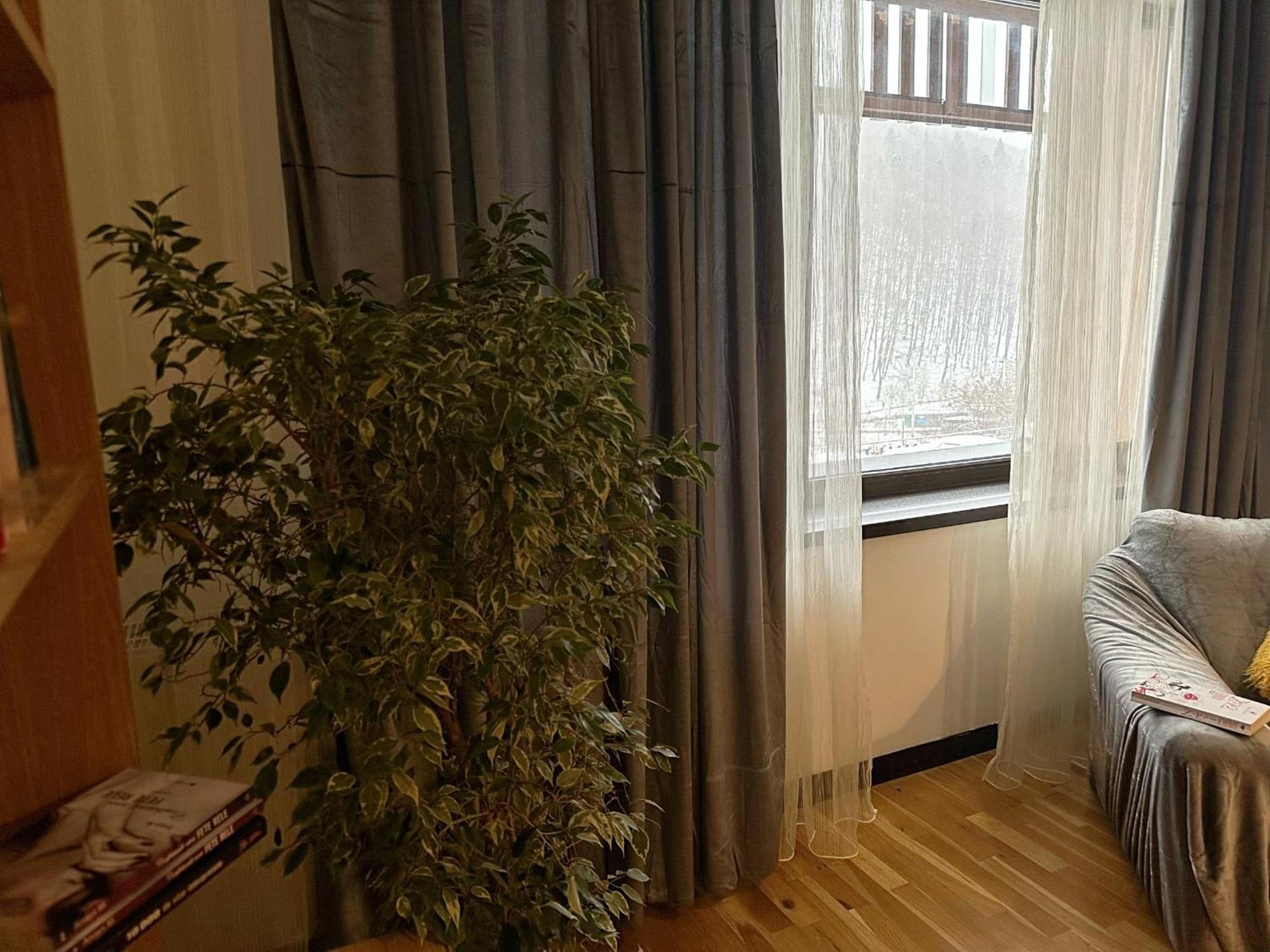 Apartament “La Iepure” Brașov Exterior foto